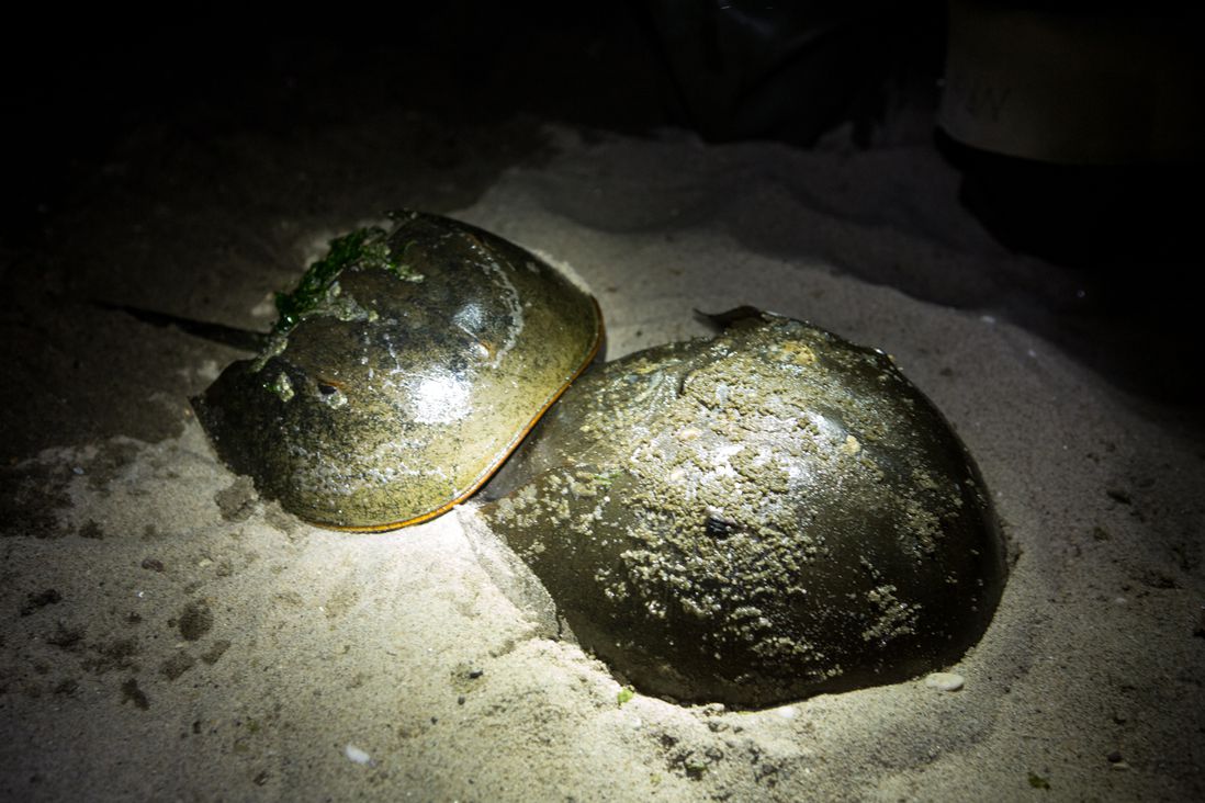 A male (left) and female horseshoe crab.</br>